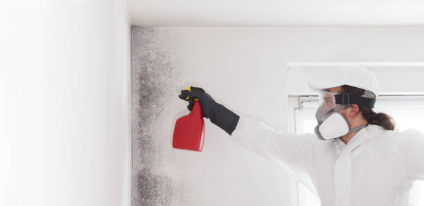 Mold Removal Process in Lompoc, CA