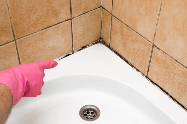 Trusted Lompoc, CA Mold Removal Experts